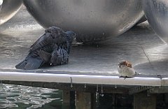 16840a_Wrobel_w_kapieli