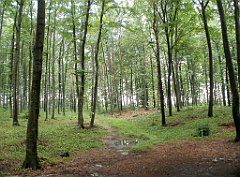 IMG_x17567_X44_P07290036_cr