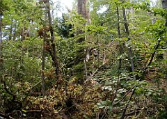 IMG_x17690_X44_P08060037_cr