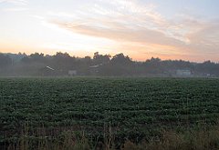 IMG_x20641_cr