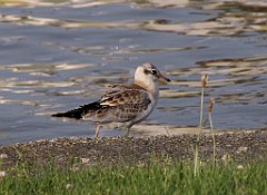 2012-07-02_19-24-48_IMG_x27243_cr