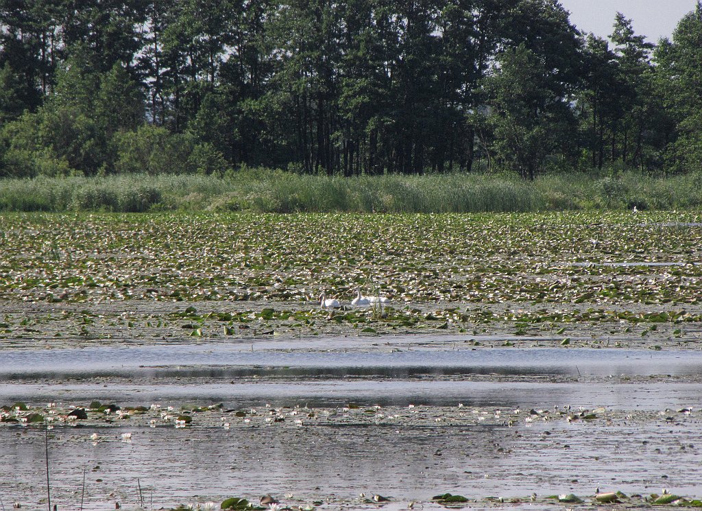 2012-07-02_09-24-12_IMG_x26762_cr.jpg -                                