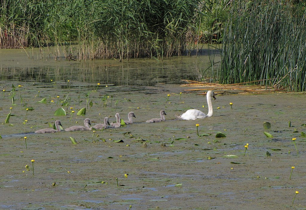 2012-07-02_16-30-09_IMG_x27116_cr.jpg -                                