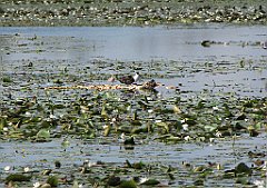 2012-07-02_09-23-54_IMG_x26760_cr