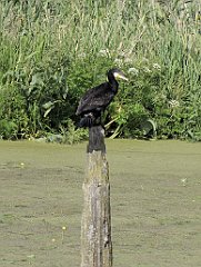 2012-07-02_16-31-05_IMG_x27117_cr