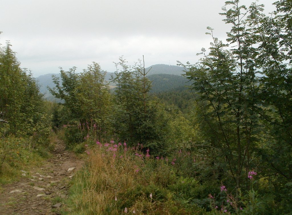 IMG_x29814_X44_P08150272_cr.jpg - OLYMPUS DIGITAL CAMERA         