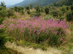 IMG_x29814_X44_P08150291_cr