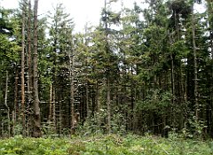 IMG_x29814_X44_P08150331_cr