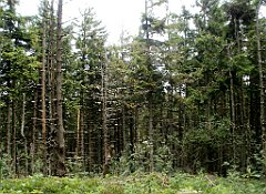 IMG_x29814_X44_P08150332_cr