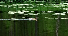 201_TZ60_P1020056_cr