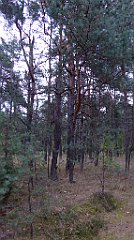 019_TZ60_P1040439_cr