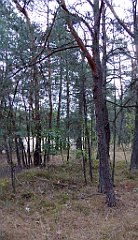 026_TZ60_P1040446_cr