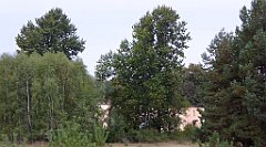 032_TZ60_P1040452_cr