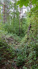 161_TZ60_P1040604_cr