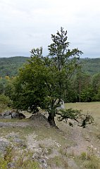 294_TZ60_P1040681_cr