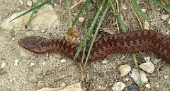 444_TZ60_P1040829_cr