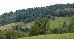 170_TZ60_P1040979_cr