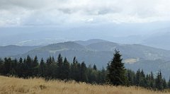 215_TZ60_P1050012_cr