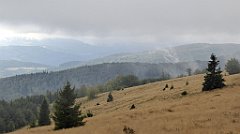 232_TZ60_P1050031_cr