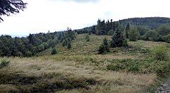 313_TZ60_P1050108_cr