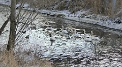 217_TZ60_P1070855_cr