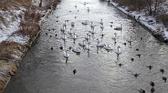 219_TZ60_P1070857_cr