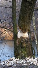 0026_TZ60_P1080344_cr