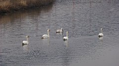 081_TZ60_P1080842_cr