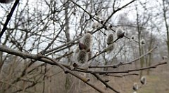 392_TZ60_P1080998_cr