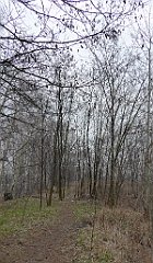 415_TZ60_P1090015_cr