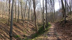 222_TZ60_P1090922_cr