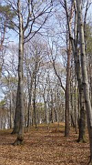 237_TZ60_P1090935_cr