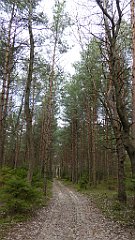 361_TZ60_P1100061_cr