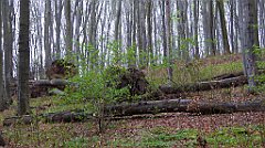 015_TZ60_P1100176_cr