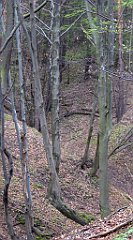 065_TZ60_P1100216_cr