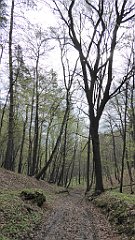 139_TZ60_P1100313_cr