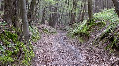 145_TZ60_P1100316_cr