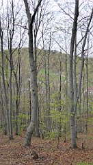 249_TZ60_P1100401_cr