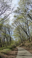 384_TZ60_P1100536_cr