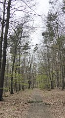 412_TZ60_P1100548_cr