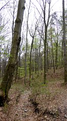 464_TZ60_P1100578_cr