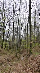 465_TZ60_P1100579_cr