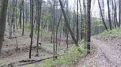 508_TZ60_P1100605_cr