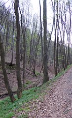 513_TZ60_P1100610_cr