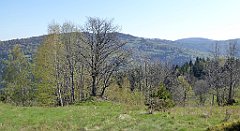 044_TZ60_P1100776_cr