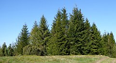 045_TZ60_P1100777_cr