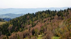 097_TZ60_P1100844_cr