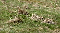 282_TZ60_P1110089_cr