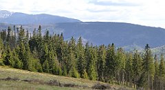 294_TZ60_P1110103_cr