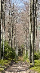 315_TZ60_P1110128_cr